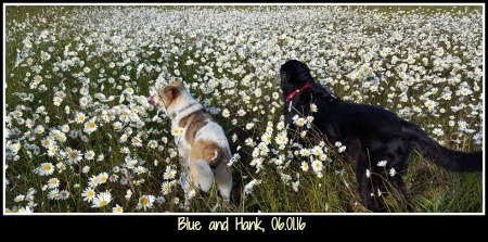 Hank and Blue 05.30.16 small framed