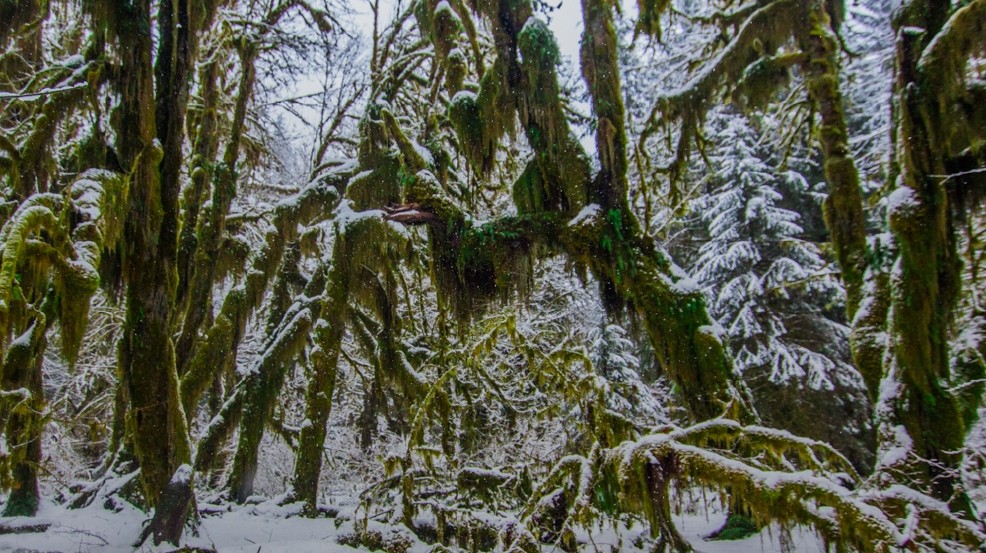 Hoh Rain Forest in the snow